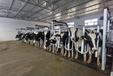 自动化奶牛养殖 让日子“牛”起来