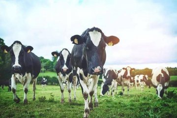 需求增长和成本上升拉动原料奶价格连续上涨