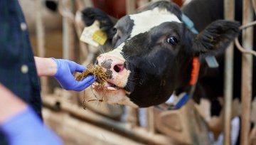 原料奶供不应求，现代牧业2020年净利润创新高