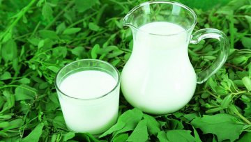 原奶涨价毛利率下滑，光明乳业19.3亿定增扩建牧场