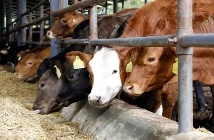 四川：“四轮驱动”助肉牛产业发展
