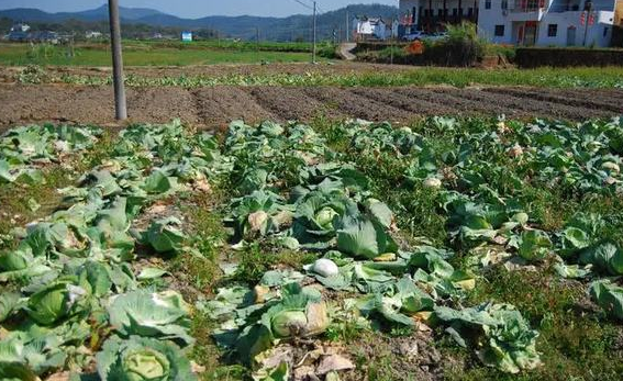 上海有农户说蔬菜烂在地里卖不掉？