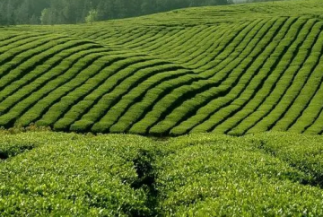2021中国茶叶进出口贸易分析报告