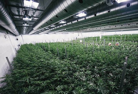 酒商巨头入股大麻公司,想研发一种新饮料