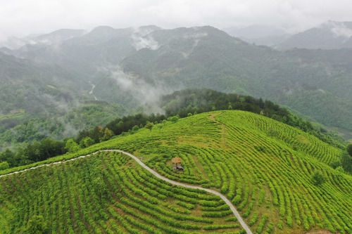 陕西：“小木耳”脱贫，茶产业致富，养蚕缫丝增收