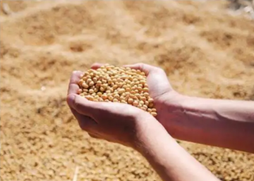 2022年确保全国农垦大豆种植面积达到1460万亩以上