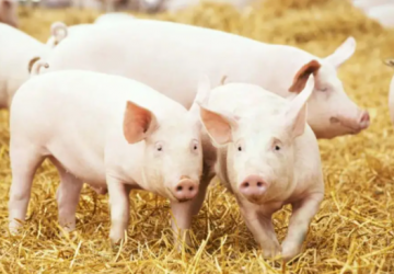 专家预测三季度生猪养殖有望扭亏为盈